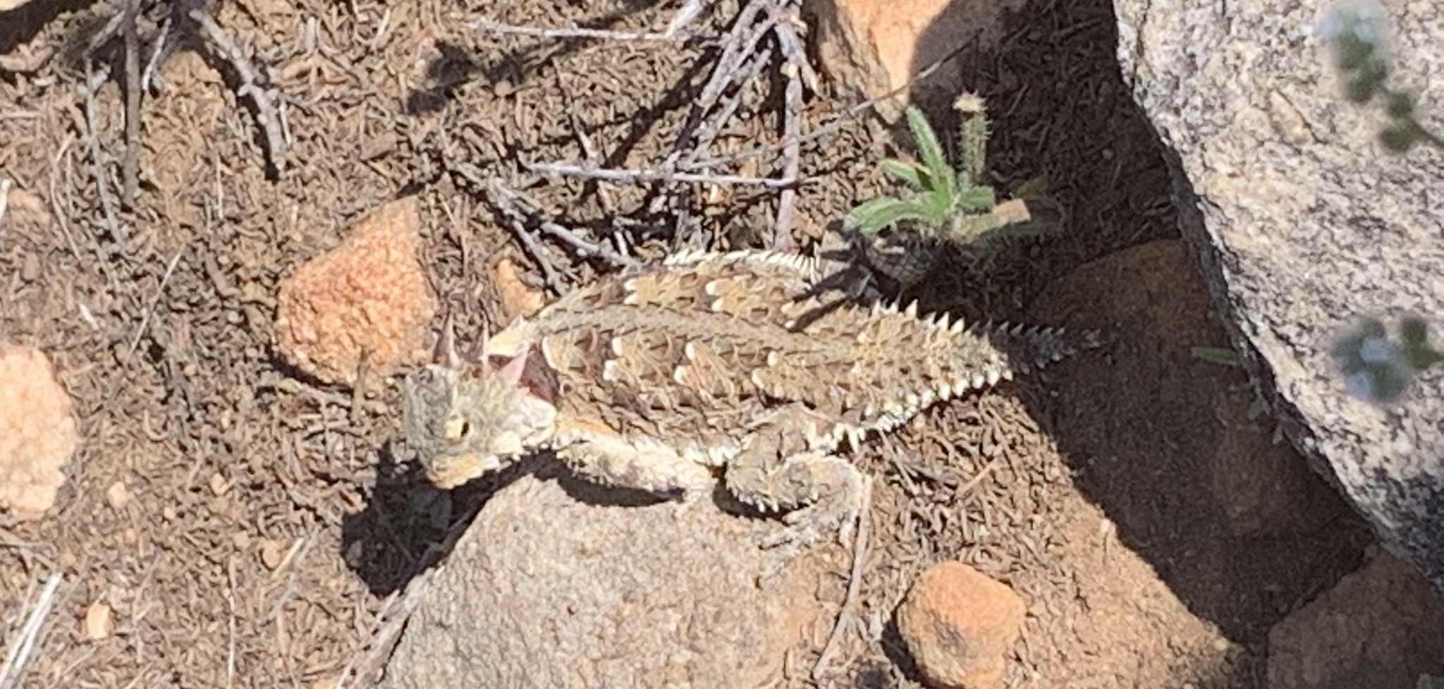 Featured image for “Horned Lizards”