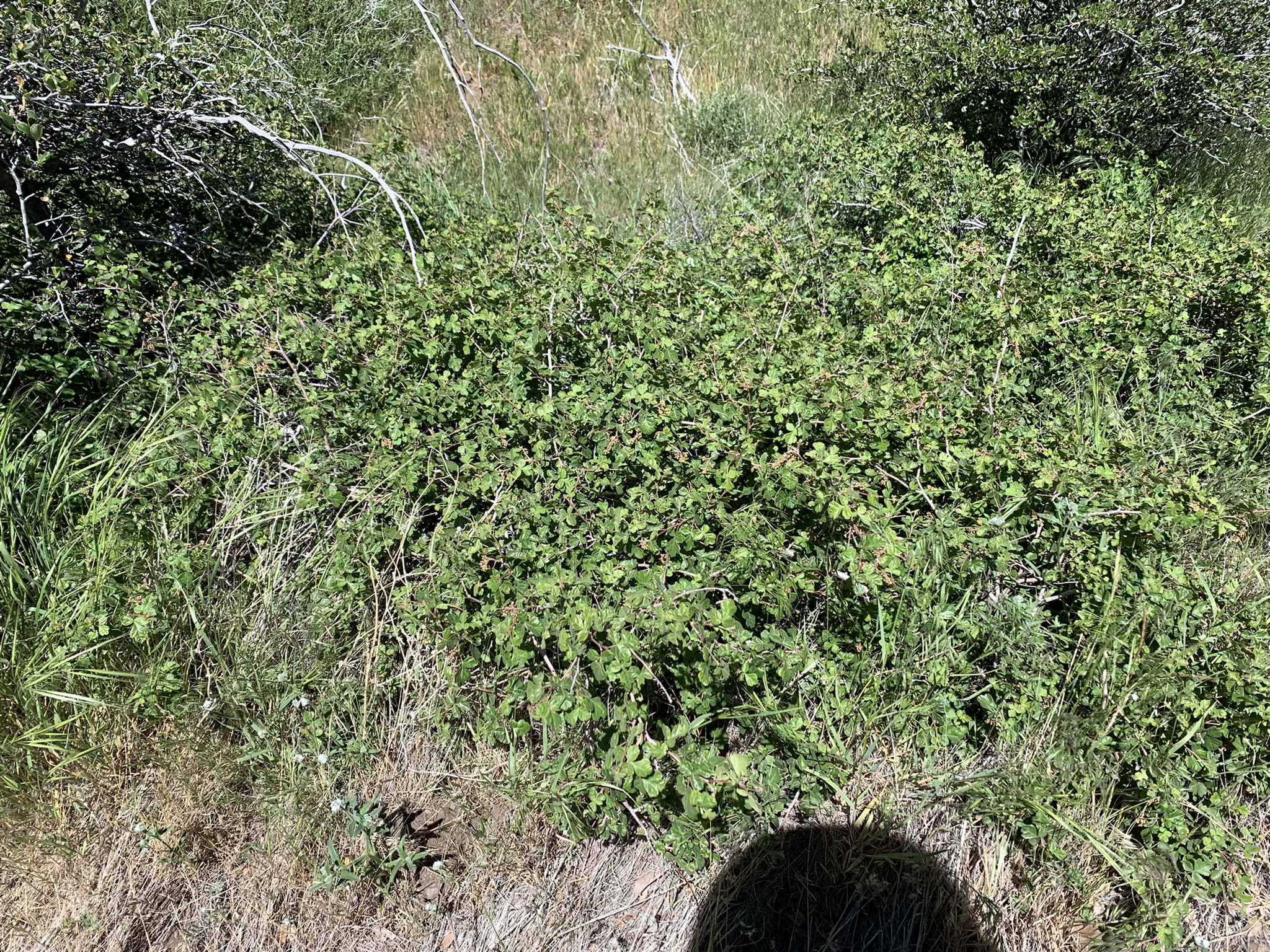 Featured image for “A Bit of Poison Oak”