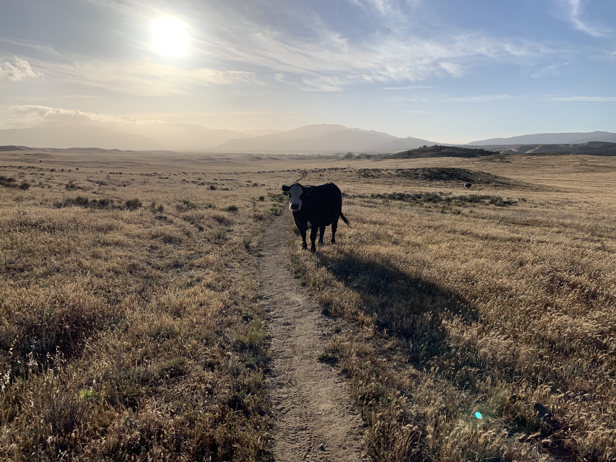 Featured image for “Uppity Cattle”