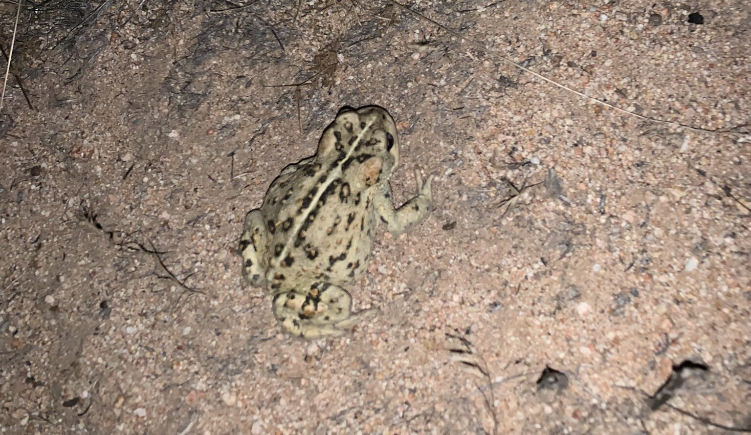 Featured image for “Southwestern Arroyo Toad”