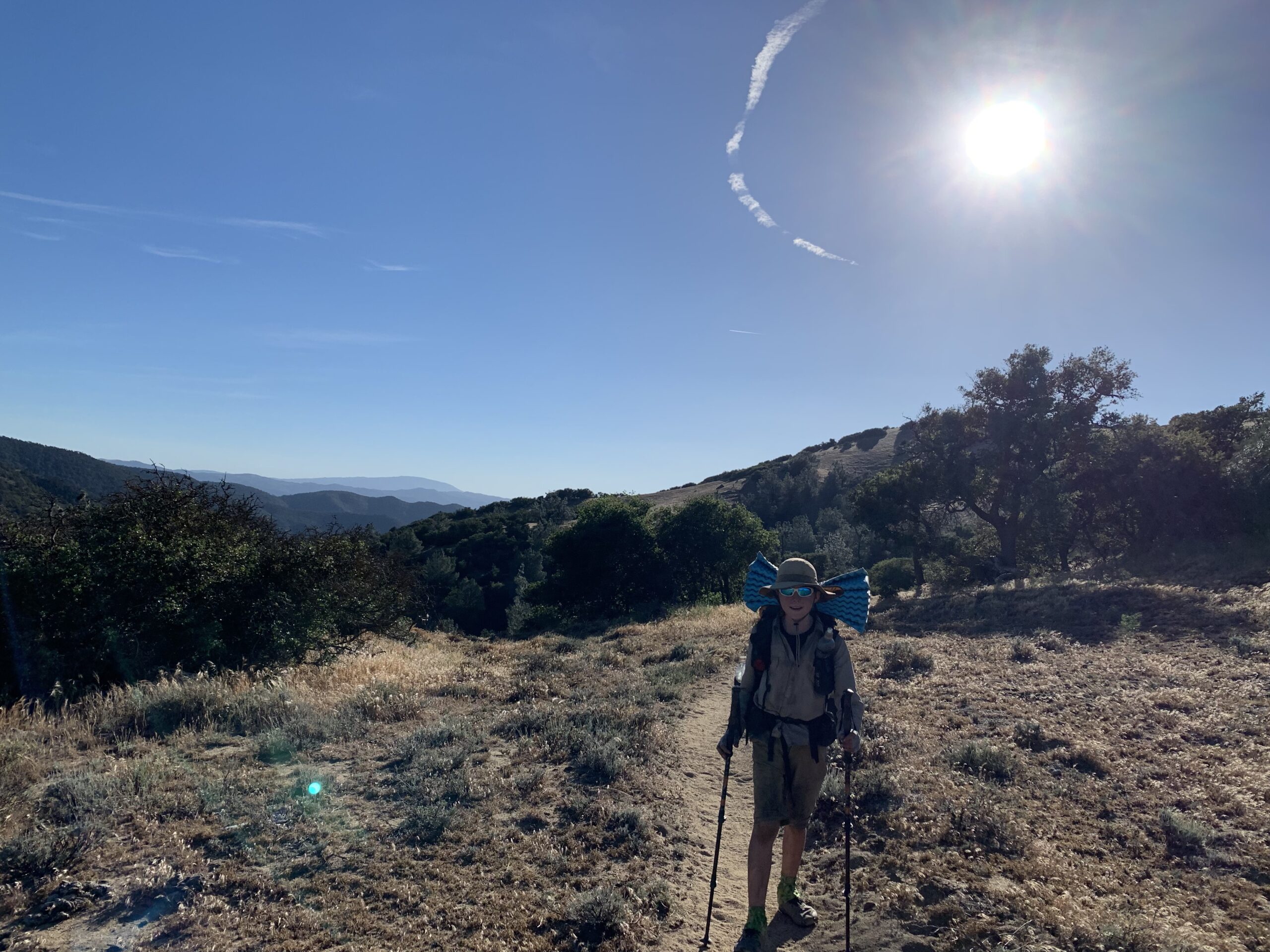 Featured image for “Wild”